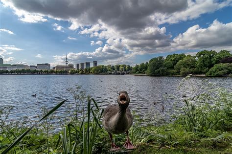  Himmel und Erde! Cennet ve Dünya: Hamburg'un İki Lezzetli Dünyası